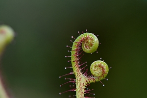 JURA_2020_JARDIN-BOTANIQUE_01.jpg