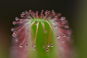 JURA_2020_JARDIN-BOTANIQUE_02.jpg